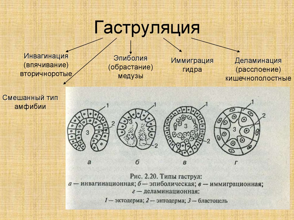 Эмбриогенез птиц схема