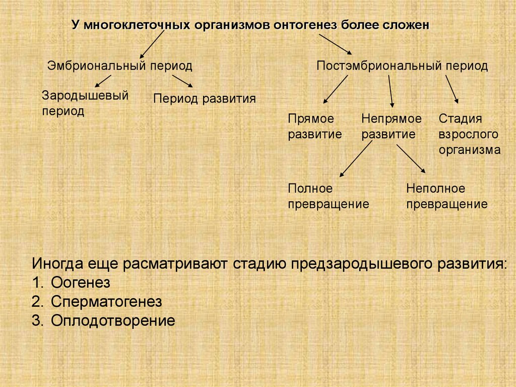 Развитие организмов кратко. Этапы онтогенеза многоклеточных организмов. Периоды онтогенеза у многоклеточных организмов. Стадии развития многоклеточного организма. Этапы онтогенеза у многоклеточных животных.