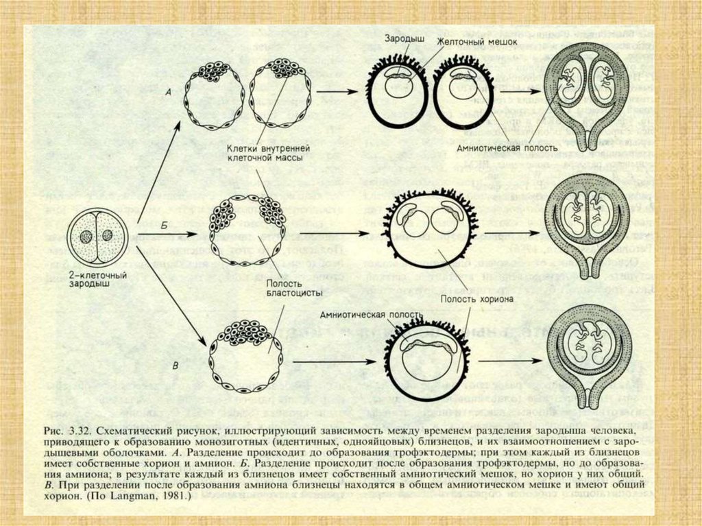 Клетки эмбриона. Деление зародыша. Механизм образования близнецов. Механизмы возникновения двуяйцевых близнецов. Схема образования однояйцевых близнецов.