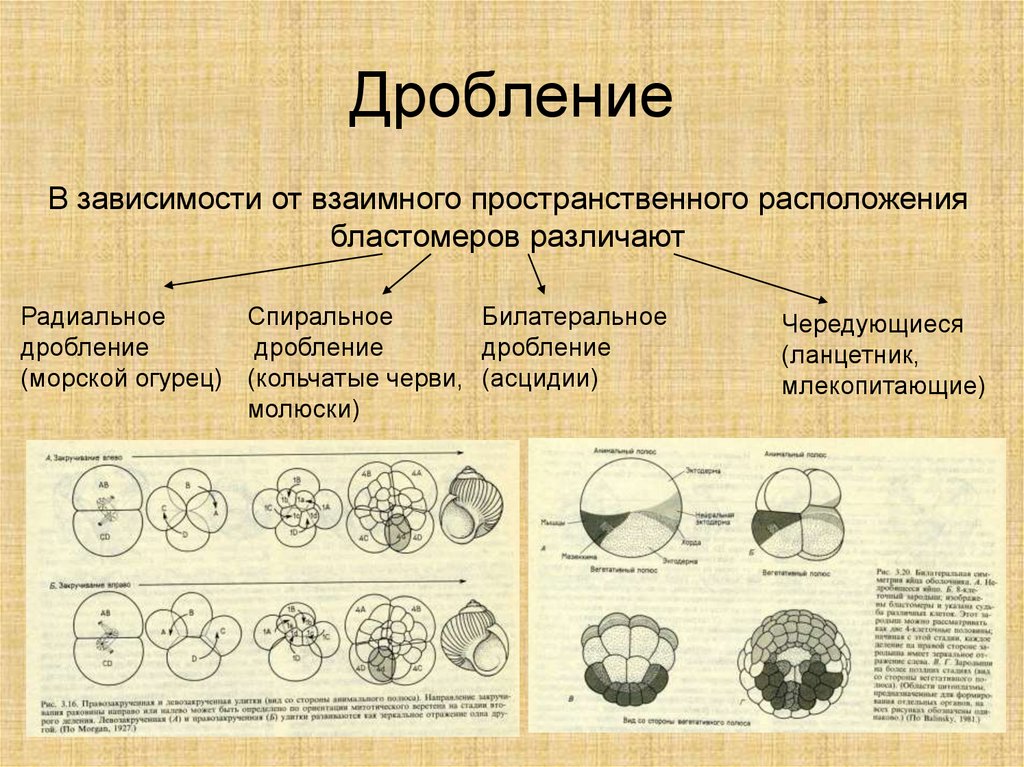 Изолецитальное дробление