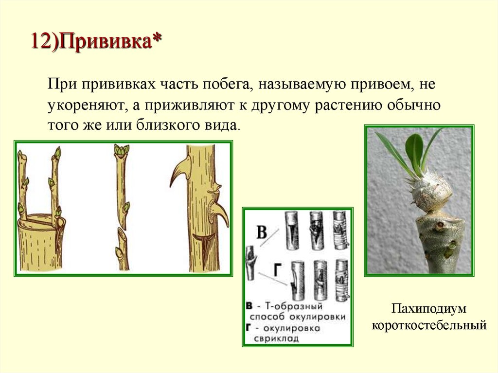 Установите последовательность растений