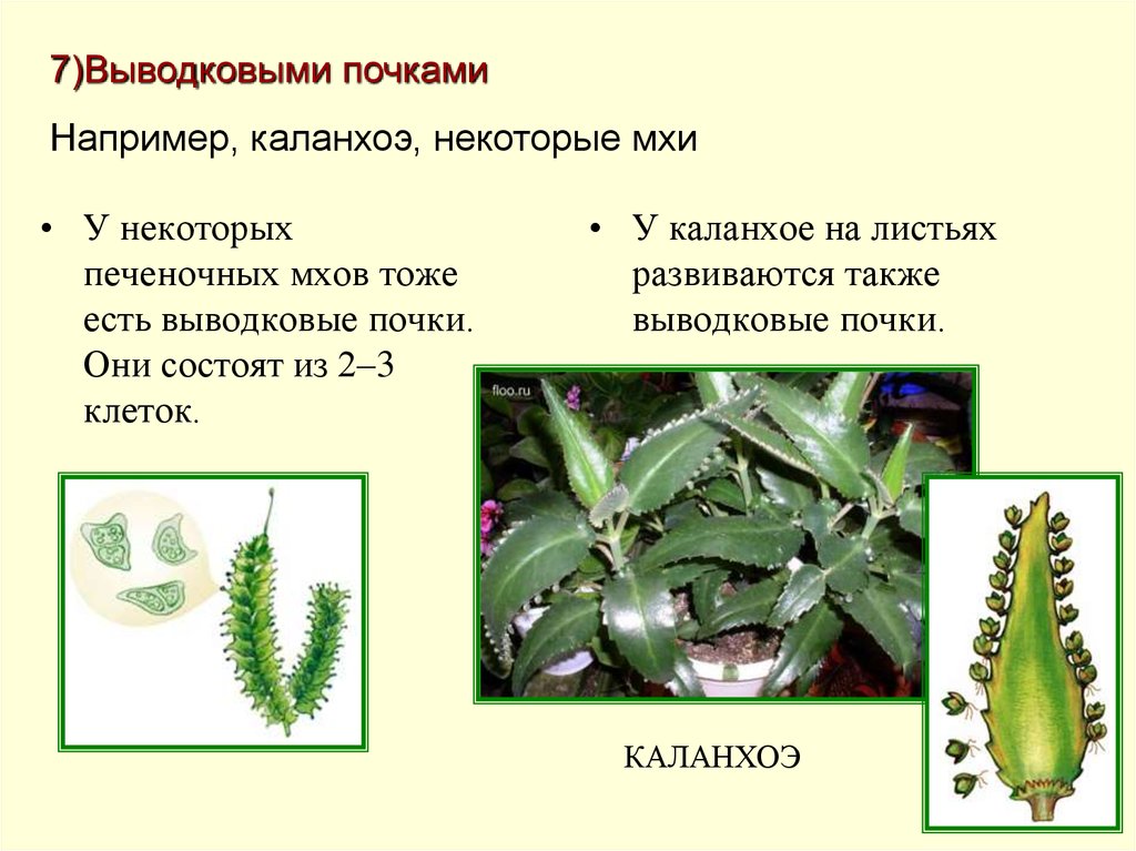 Размножение каланхоэ вегетативное. Выводковые почки каланхоэ. Вегетативное размножение выводковыми почками. Размножение выводковыми почками. Вегетативное размножение выводковыми почками на листьях.