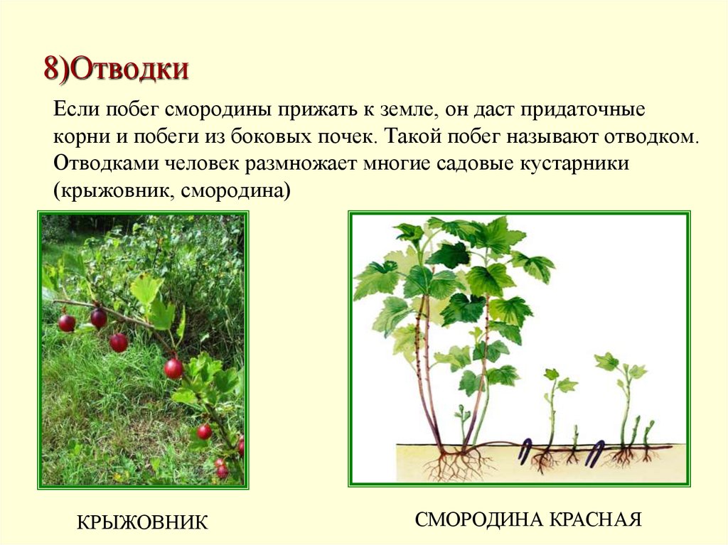 Вегетативное размножение отводками крыжовника