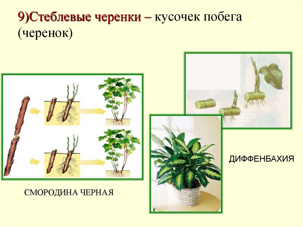 Вегетативные черенки интернет магазин