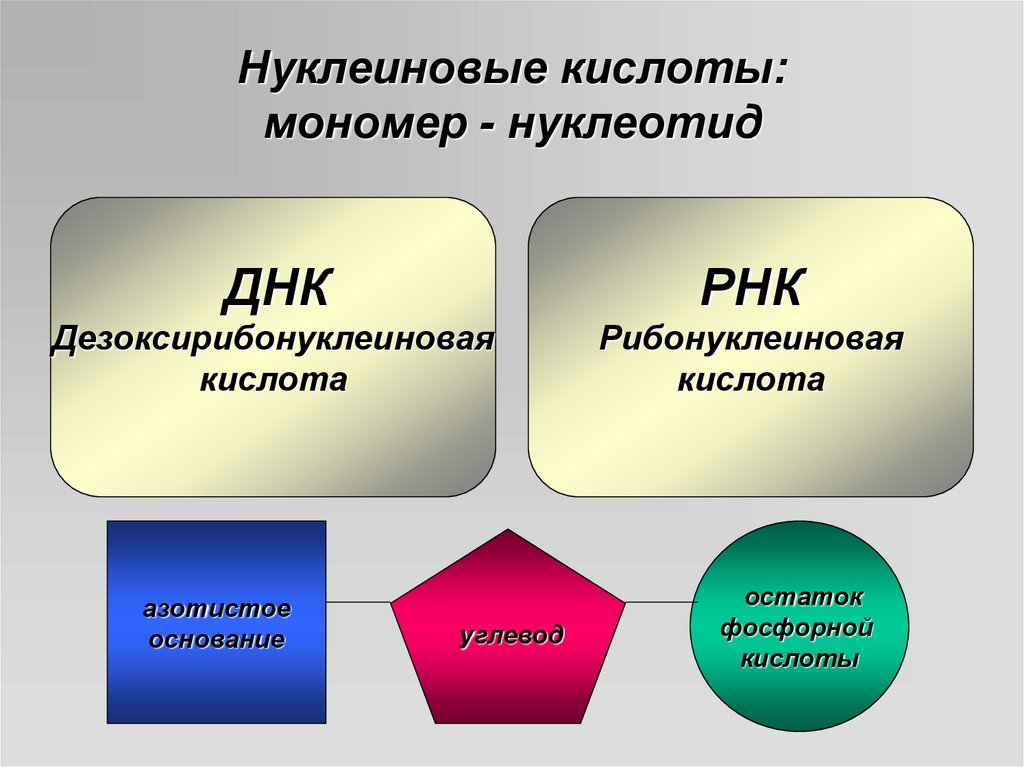 Нуклеиновые кислоты презентация 9 класс биология