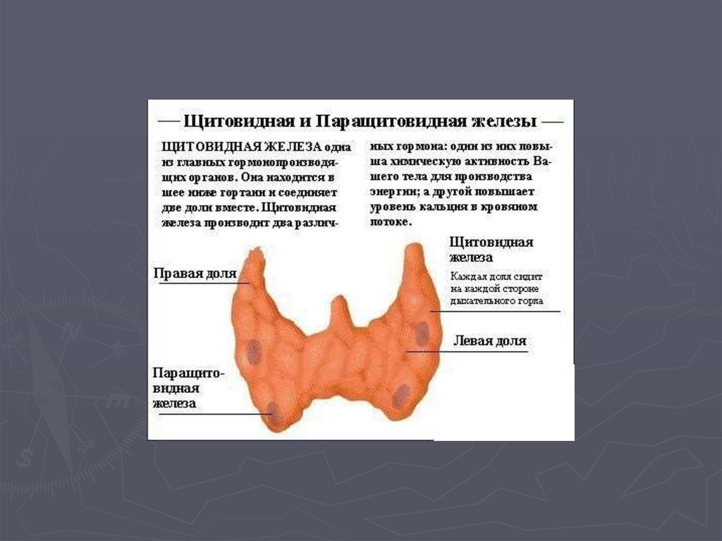 Гиперплазия щитовидной железы что это такое. Щитовидная и паращитовидная железы. Паращитовидная железа строение. Увеличенные паращитовидные железы. Щитовидная и паращитовидная железы анатомия.
