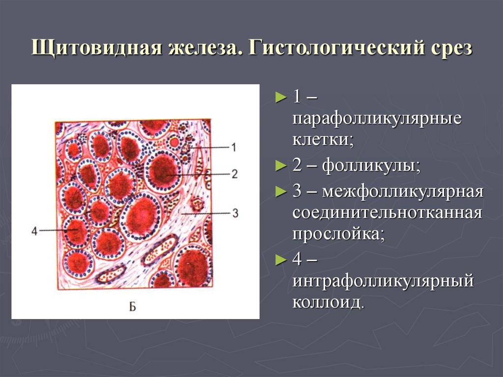 Секреция щитовидной железы