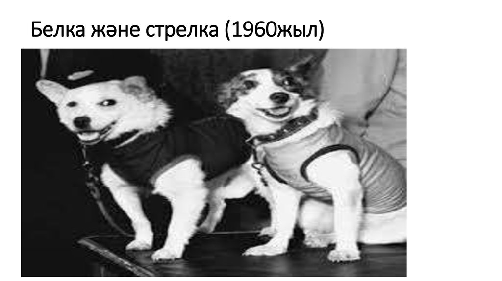 Белка және стрелка (1960жыл)