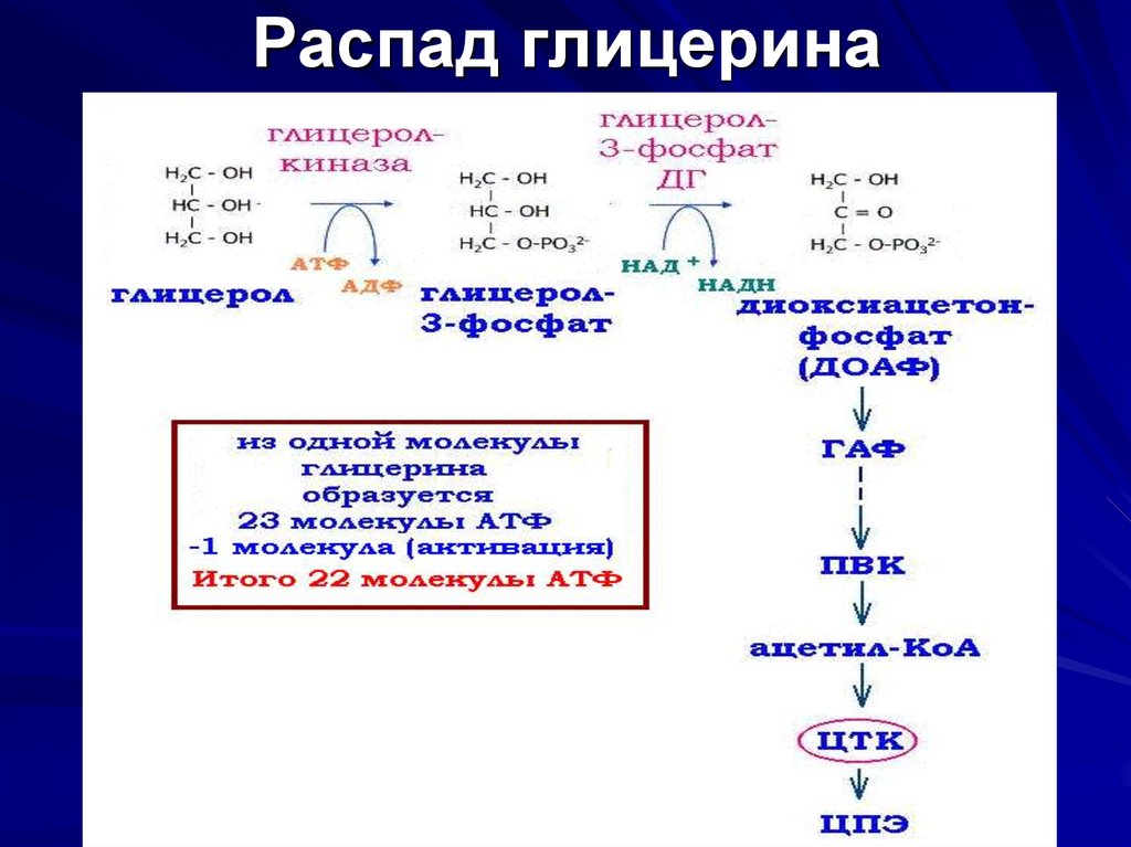 Глицерин образует