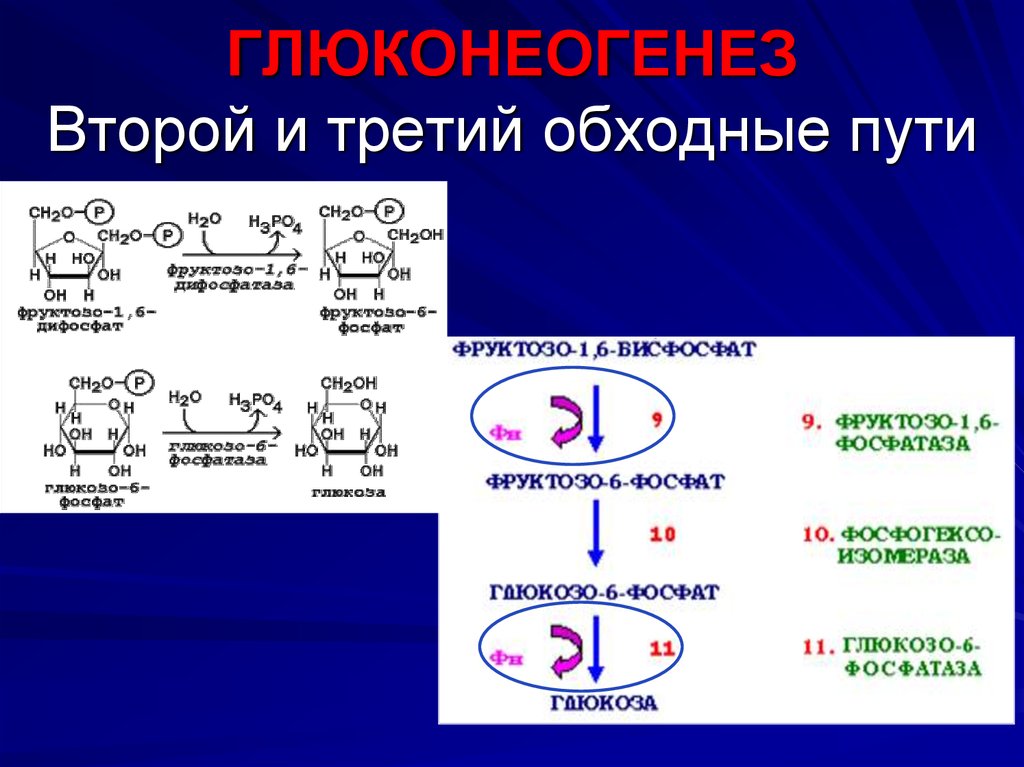 Ферменты глюконеогенеза