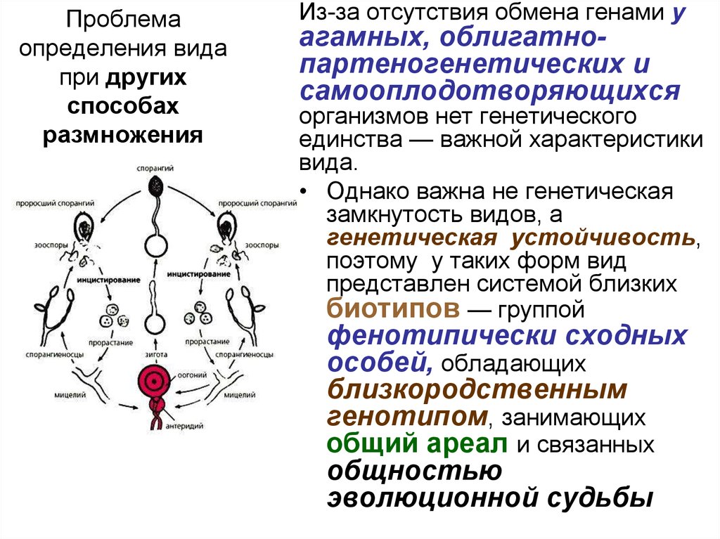 Обмен генами. Генетическая структура популяции самооплодотворяющихся организмов. Генетическое единство вида. Способы агамного размножения.