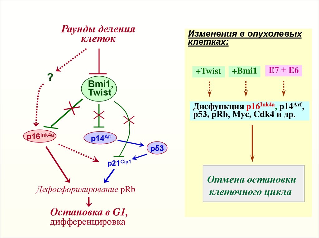 Остановиться цикл. Клеточный цикл p53. Остановка клеточного цикла. Клеточный цикл дифференцировка. Роль Гена р53 в регуляции клеточного цикла.