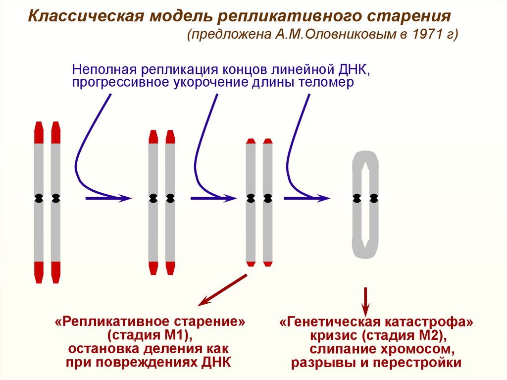 Репликация хромосом. Репликативное старение. Укорачивание теломеров. Репликация концов линейных хромосом. Репликативное старение клеток.