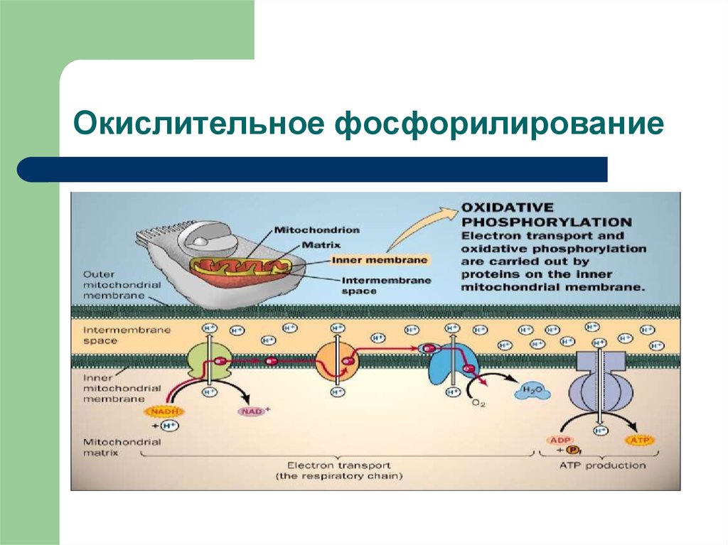 Окислительное фосфорилирование презентация