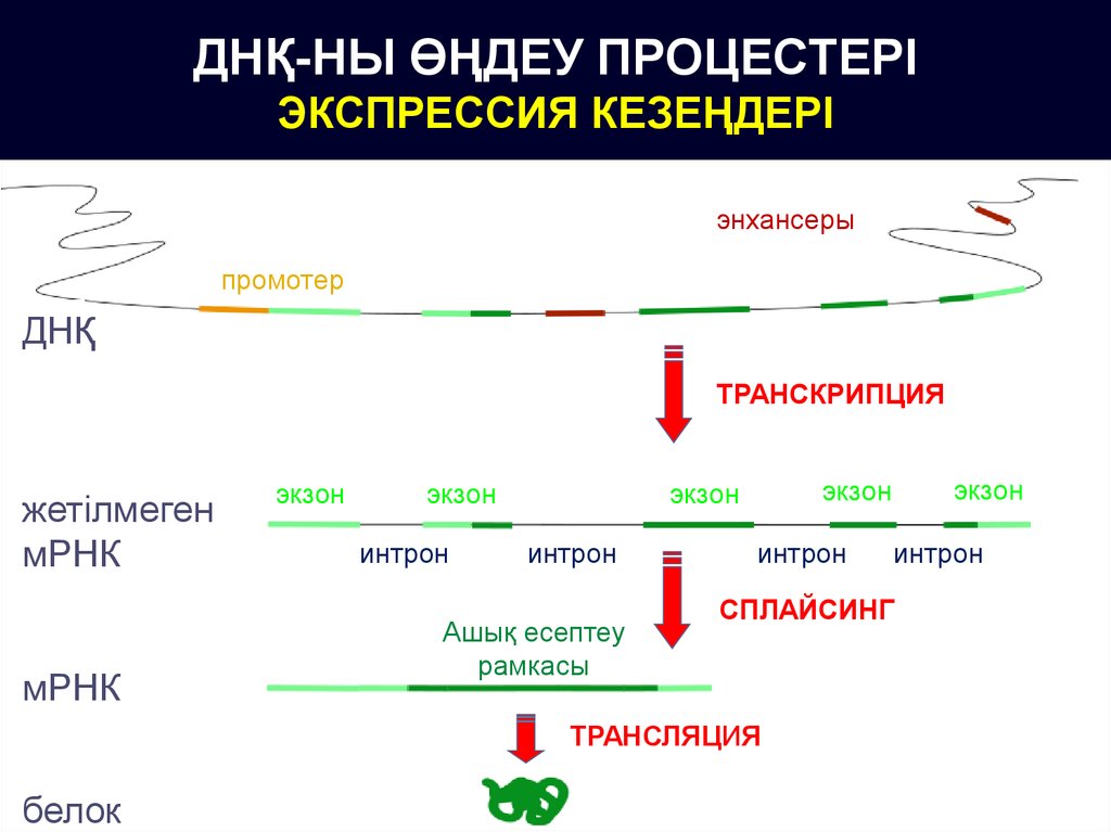 Сплайсинг рнк у эукариот. Сплайсинг интронов. Транскрипция экзоны интроны сплайсинг трансляция. Белковый сплайсинг. Сплайсинг РНК.