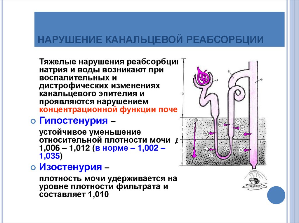 Нарушение реабсорбции почек. 6. Канальцевая реабсорбция. Почечная недостаточность гипостенурия. Механизм реабсорбции натрия в почках. Канальцевая реабсорбция патофизиология.