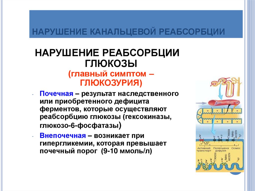 Механизмы канальцевой секреции