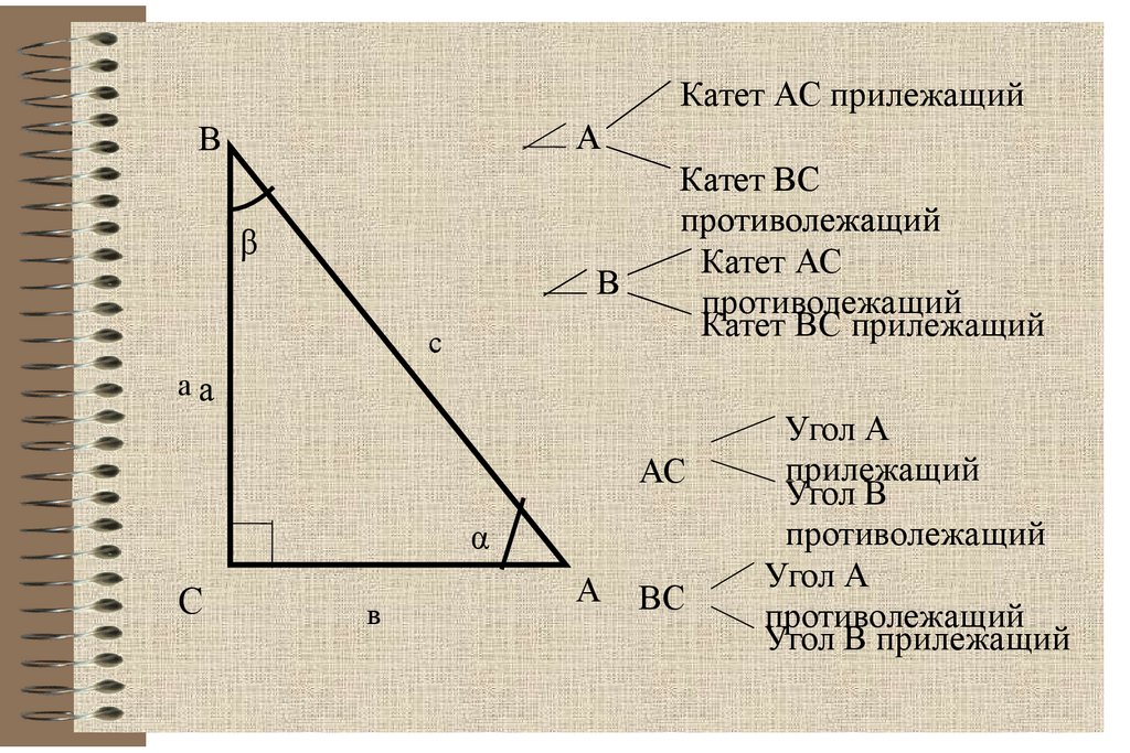 13 катет противолежащий углу. Катет. Ротиволеж катет на прилеж. Прилежащий и противолежащий угол в прямоугольном треугольнике. Соотношение между сторонами и углами прямоугольного треугольника.