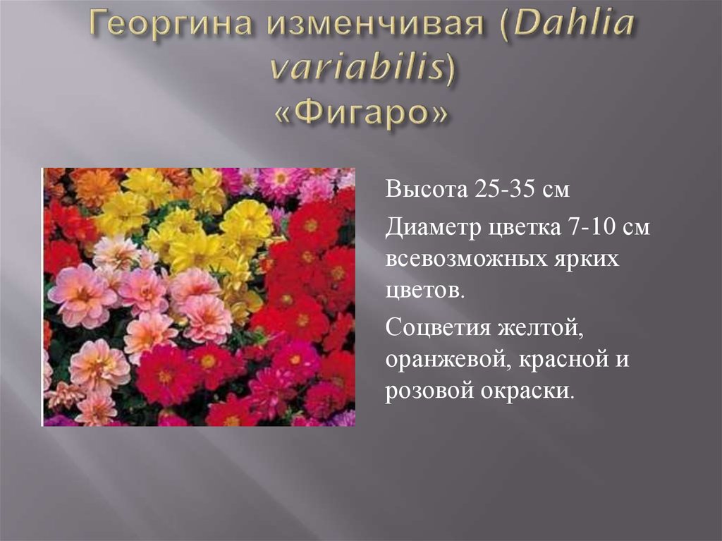 Георгина изменчивая (Dahlia variabilis) «Фигаро»