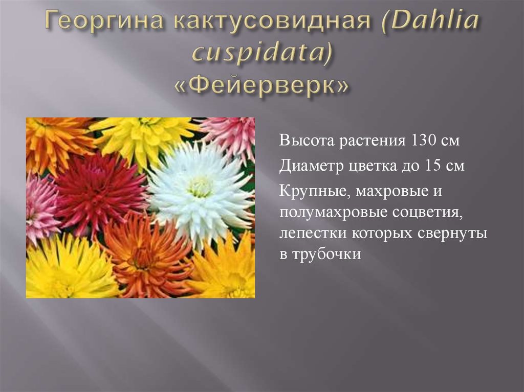 Георгина кактусовидная (Dahlia cuspidata) «Фейерверк»