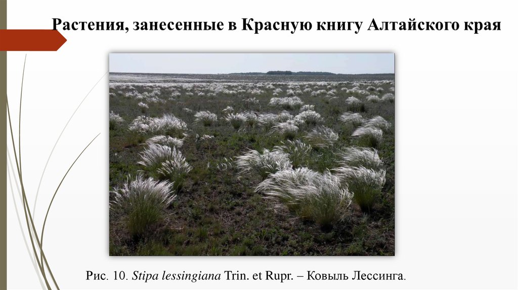 В какой зоне живет ковыль. Ковыль Лессинга. Ковыль растет в тундре. В какой природной зоне обитает ковыль. Ковыль род женский или мужской.