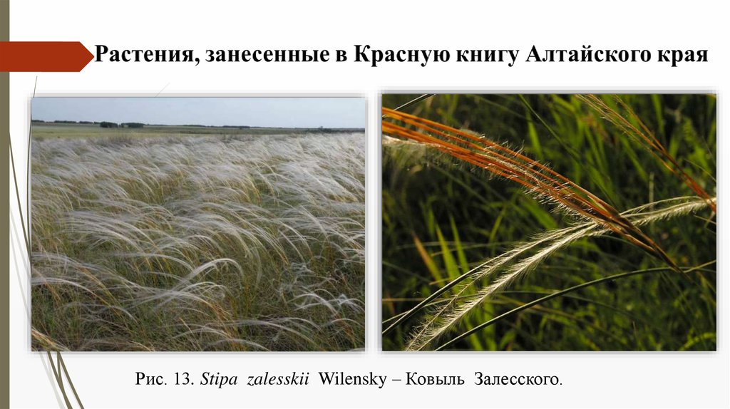 Растение семейства злаковых на сыпучих песках. Ковыль Залесского Stipa Zalesskii. 5 Интересных фактов про семейство злаковые. Ячмень и ковыль разница.