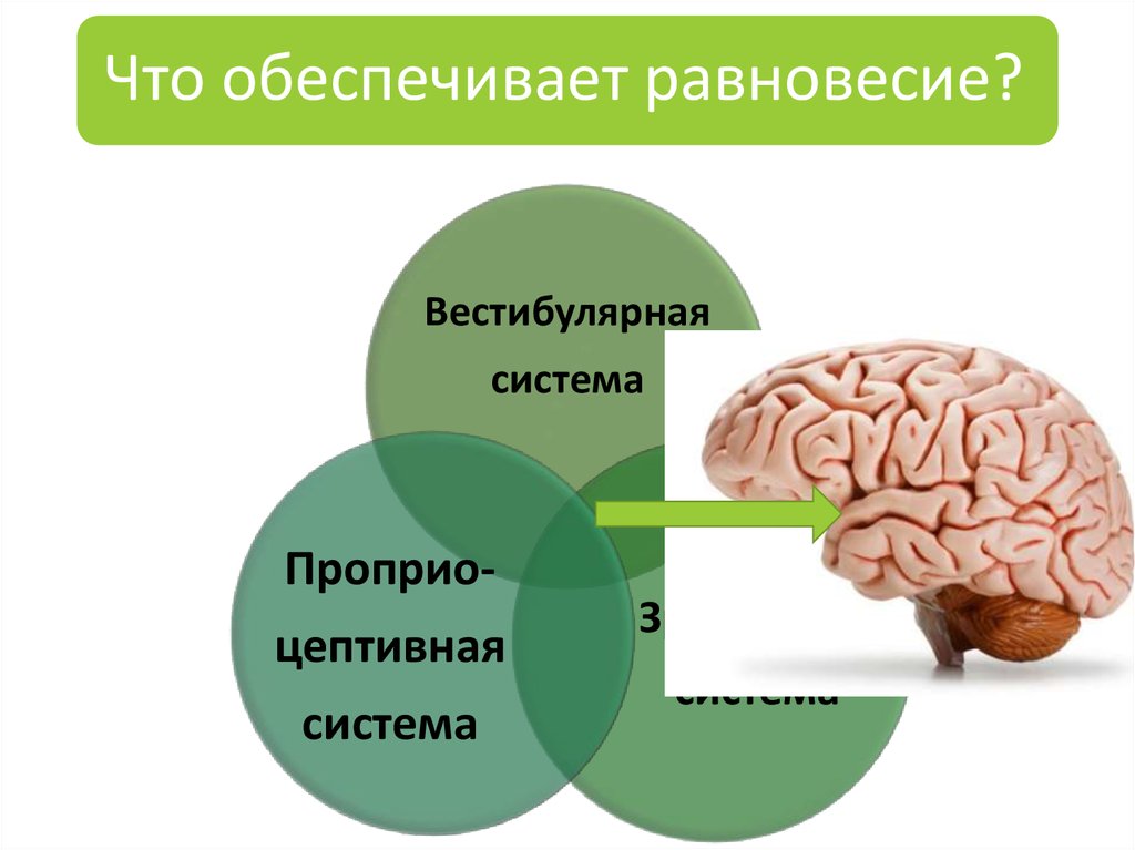 Основы физиологии алипов. Моторная функция организма. Физиологическая основа ощущений. Физиологические основы функций. Физиологические основы праворукости и леворукости.