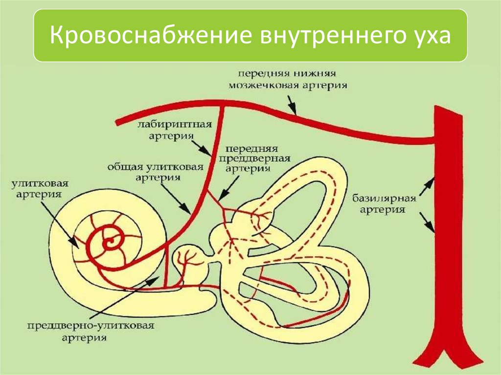 Схема строения преддверно улиткового органа