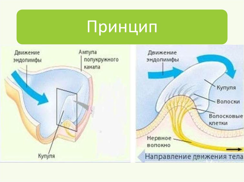 Латеральная жидкость