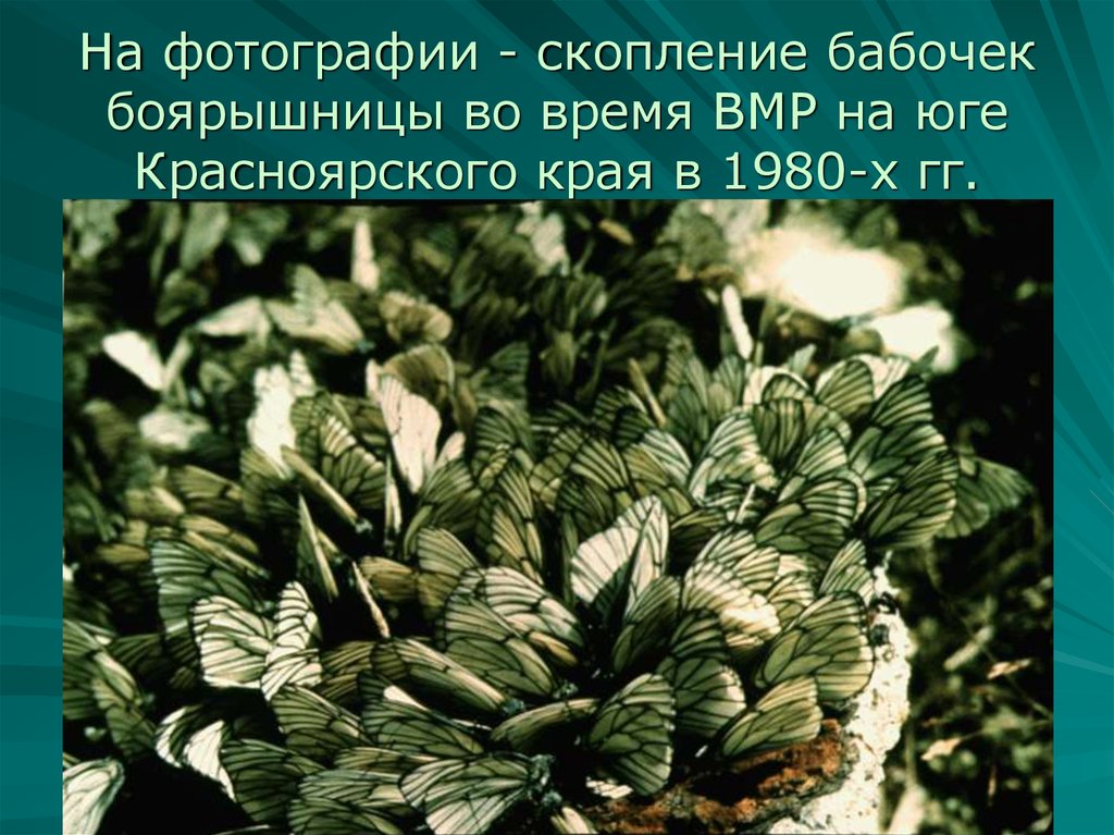 На фотографии - скопление бабочек боярышницы во время ВМР на юге Красноярского края в 1980-х гг.