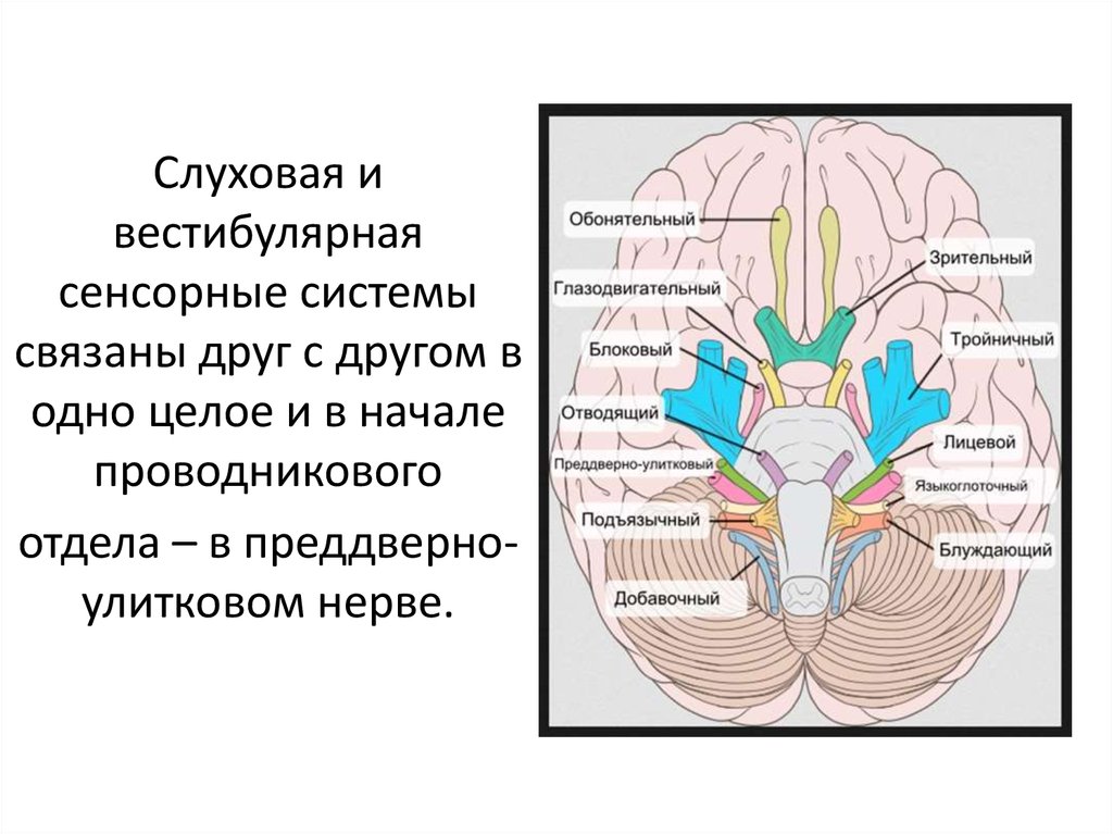 Слуховая и вестибулярная сенсорная система презентация