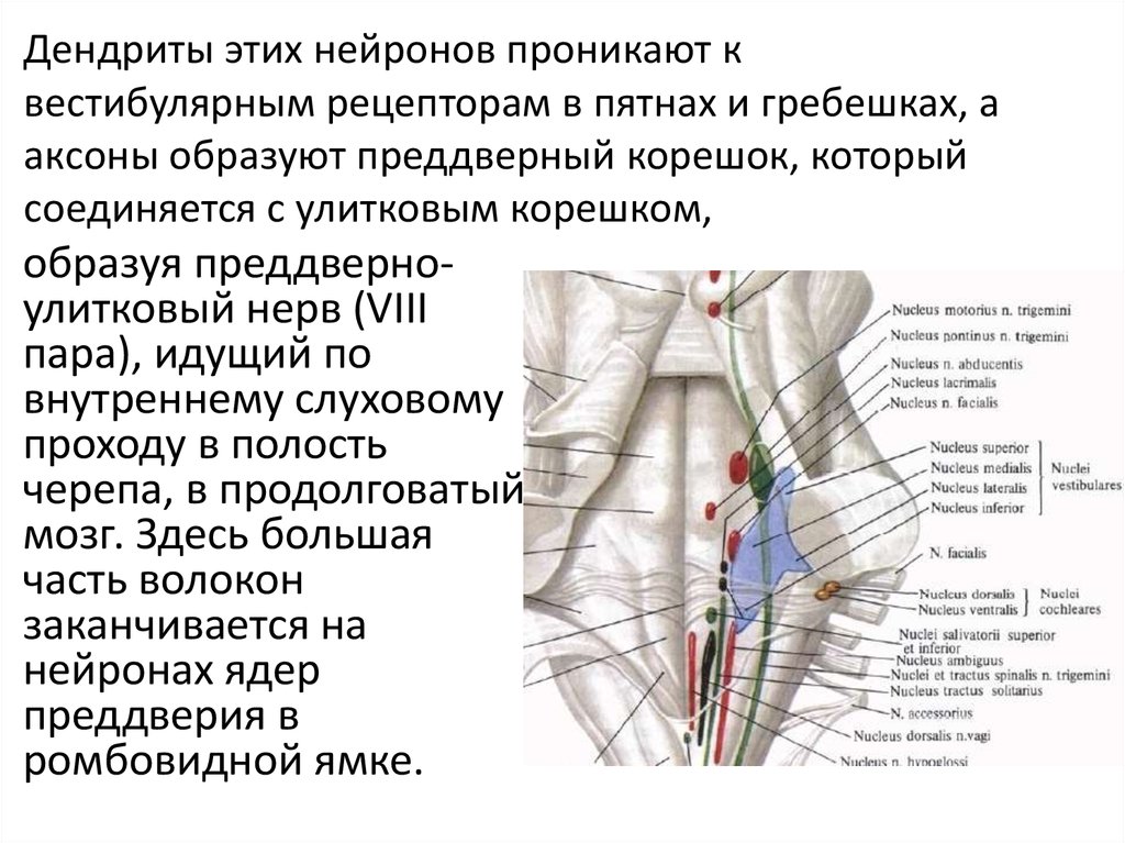 Проводниковый отдел слуховой нерв