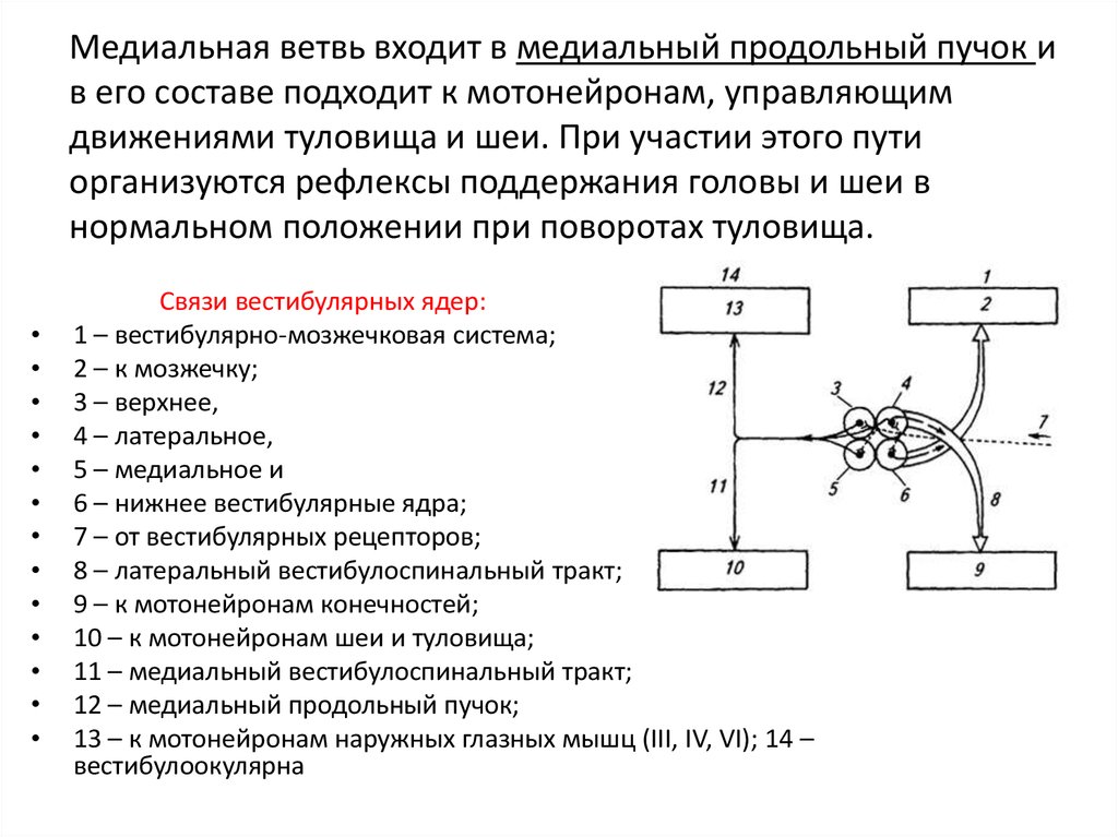 Блок схема вестибулярной сенсорной системы