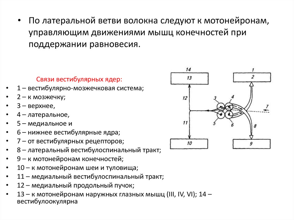 Нарисовать блок схемы слуховой и вестибулярной сенсорных систем