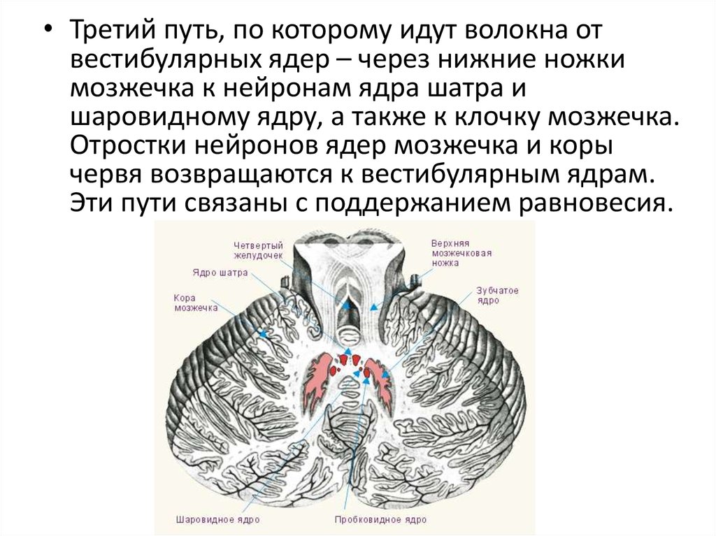 Вестибулярные ядра ствола мозга это вторичный центр