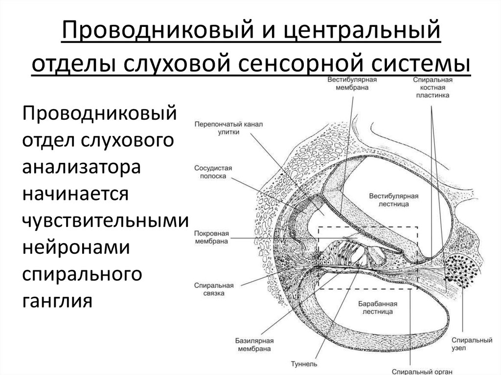 Блок схема слуховой сенсорной системы