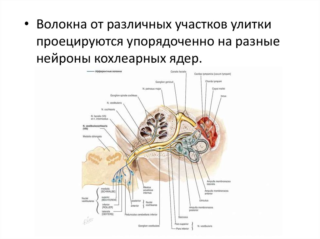 Слуховой нерв какой отдел. Ядра слухового нерва. Вестибулярная ветвь слухового нерва. Слуховой нерв Нейроны. Проводниковый и центральные отделы слуховой системы.
