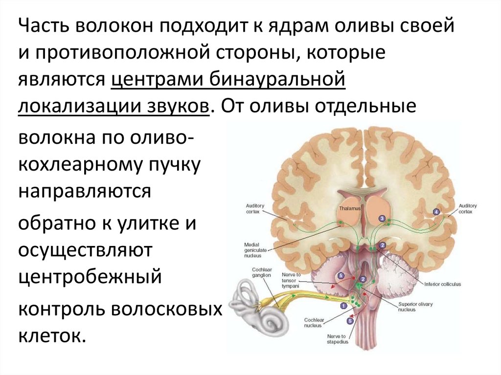 Высший центр анализатора расположен