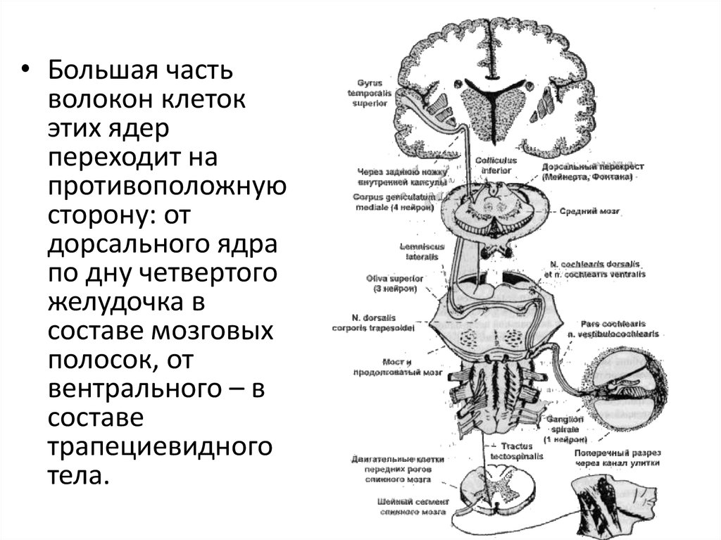 Блок схемы слуховой и вестибулярной сенсорных систем