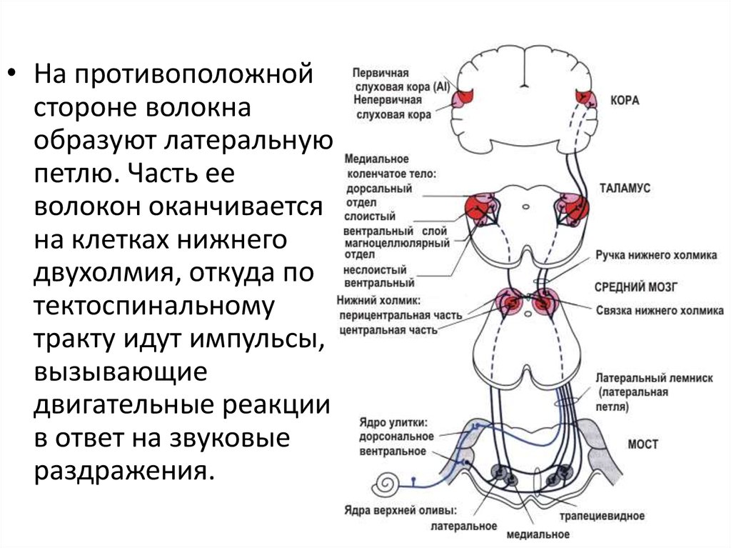 Блок схема вестибулярной сенсорной системы