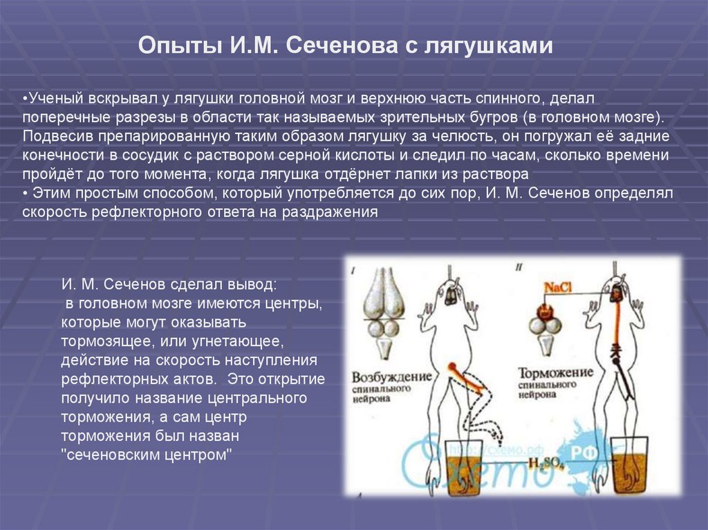 Лко сеченова. Эксперименты Сеченова. Схема опыта Сеченова. Опыт Сеченова. Опыт Сеченова торможение.