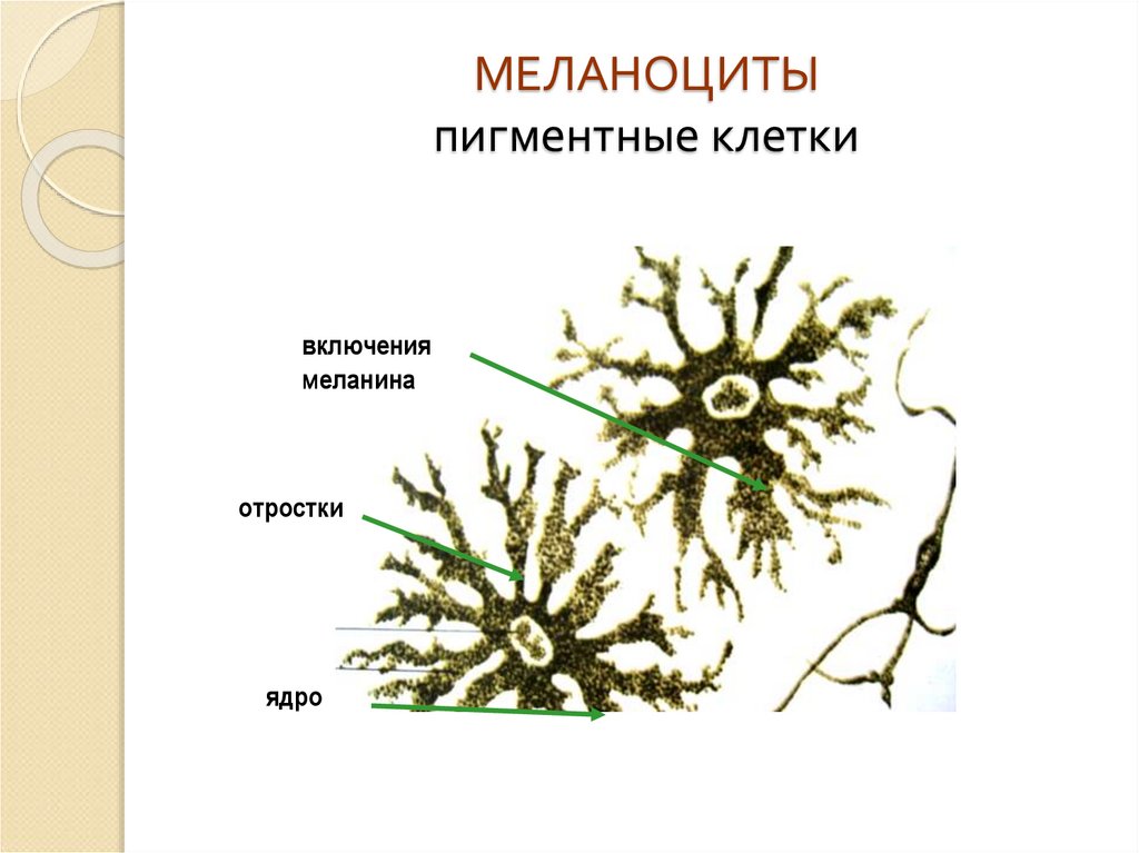 Меланоциты. Пигментные включения в клетках кожи головастика. Пигментные включения соединительной ткани лягушки. Пигментные клетки гистология. Пигментные включения гистология.