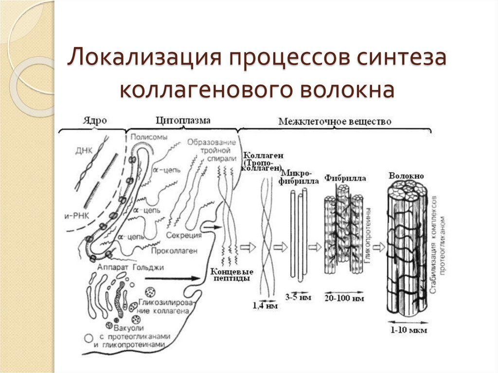 Коллаген какая клетка