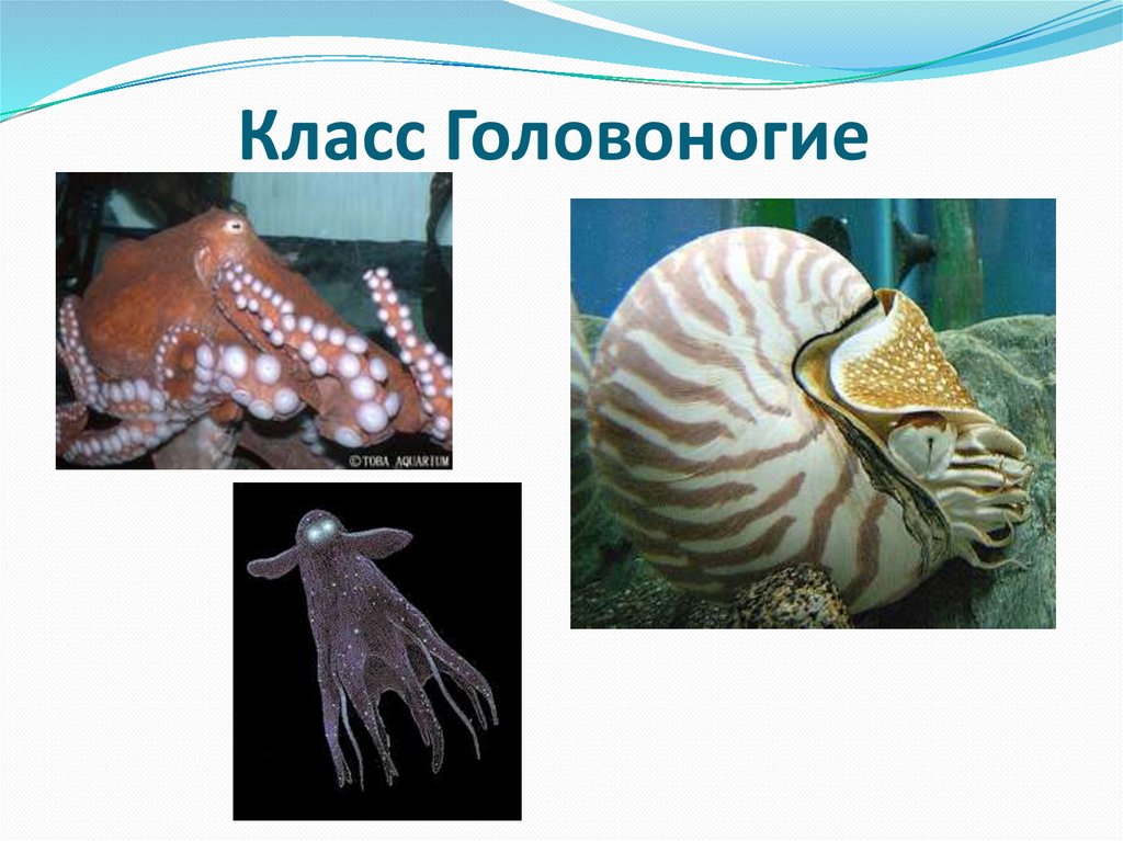Головоногие моллюски виды. Многообразие головоногих моллюсков. Пресноводные головоногие моллюски. Подклассы головоногих моллюсков. Класс головоногие моллюски представители.