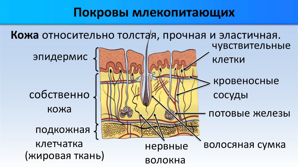 Строение кожи млекопитающих. Внешнее строение млекопитающих. Класс млекопитающие выделительная система.