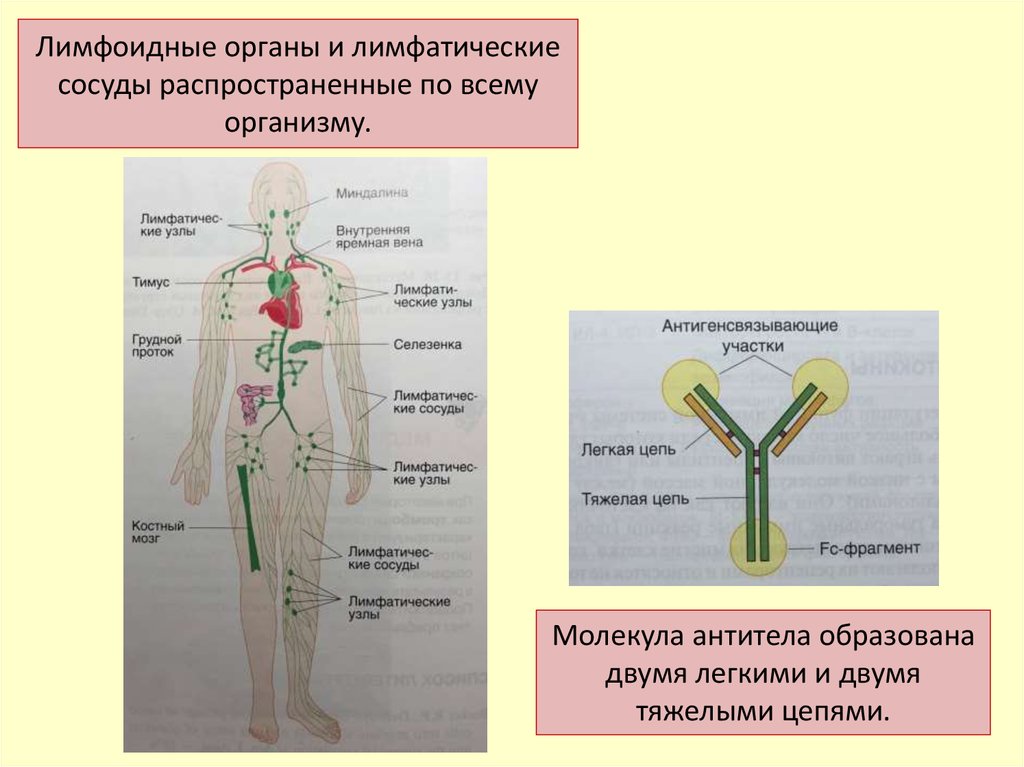 Лимфоидная ткань органы. Лимфатические сосуды и лимфоидные органы. Лимфоидные органы это органы. Функции лимфоидных органов. Лимфососуды расположение в организме.
