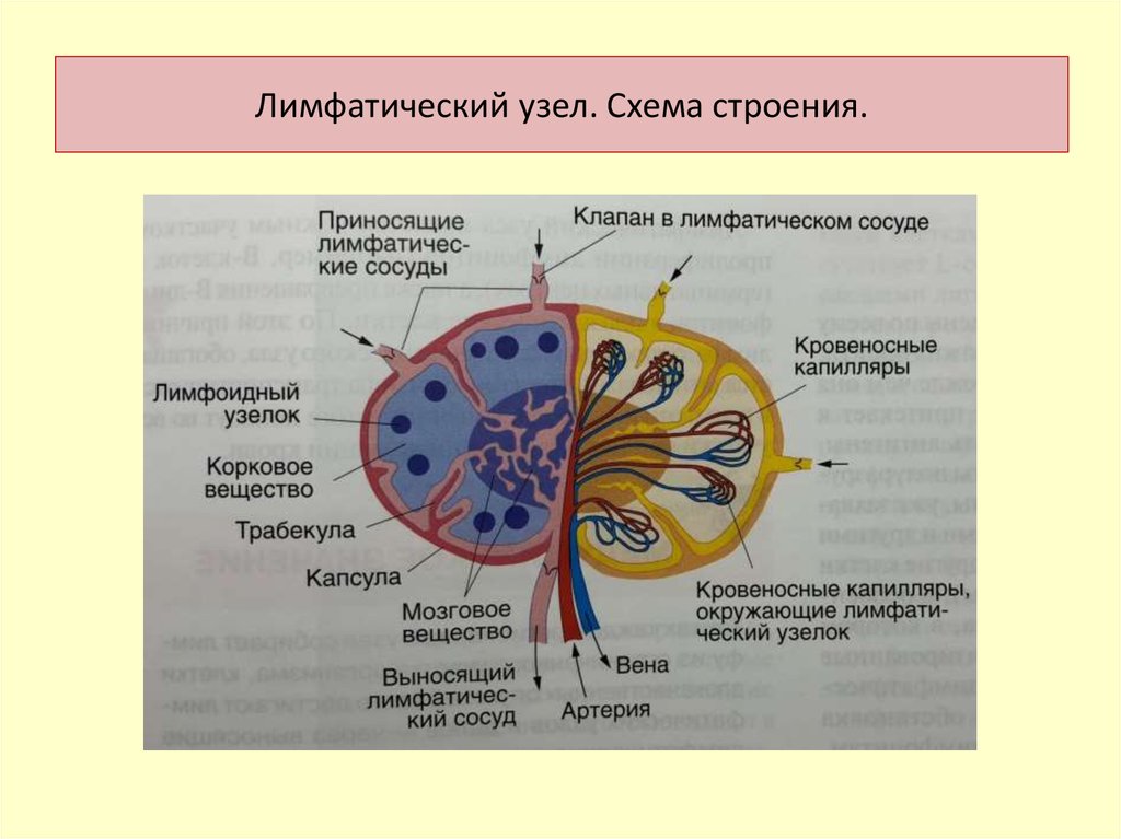 Лимфоузлы структурны. Строение лимфатического узла анатомия. Структура строения лимфатического узла. Строение лимфатического узла иммунология. Схема лимфатического узла.