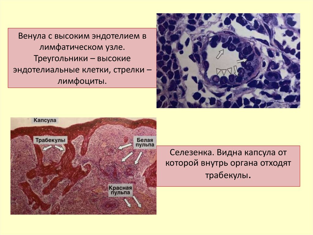 Селезенка лимфоциты. Венулы с высоким эндотелием. Посткапиллярные венулы с высоким эндотелием. Эндотелиальные клетки. Капилляры с высоким эндотелием.
