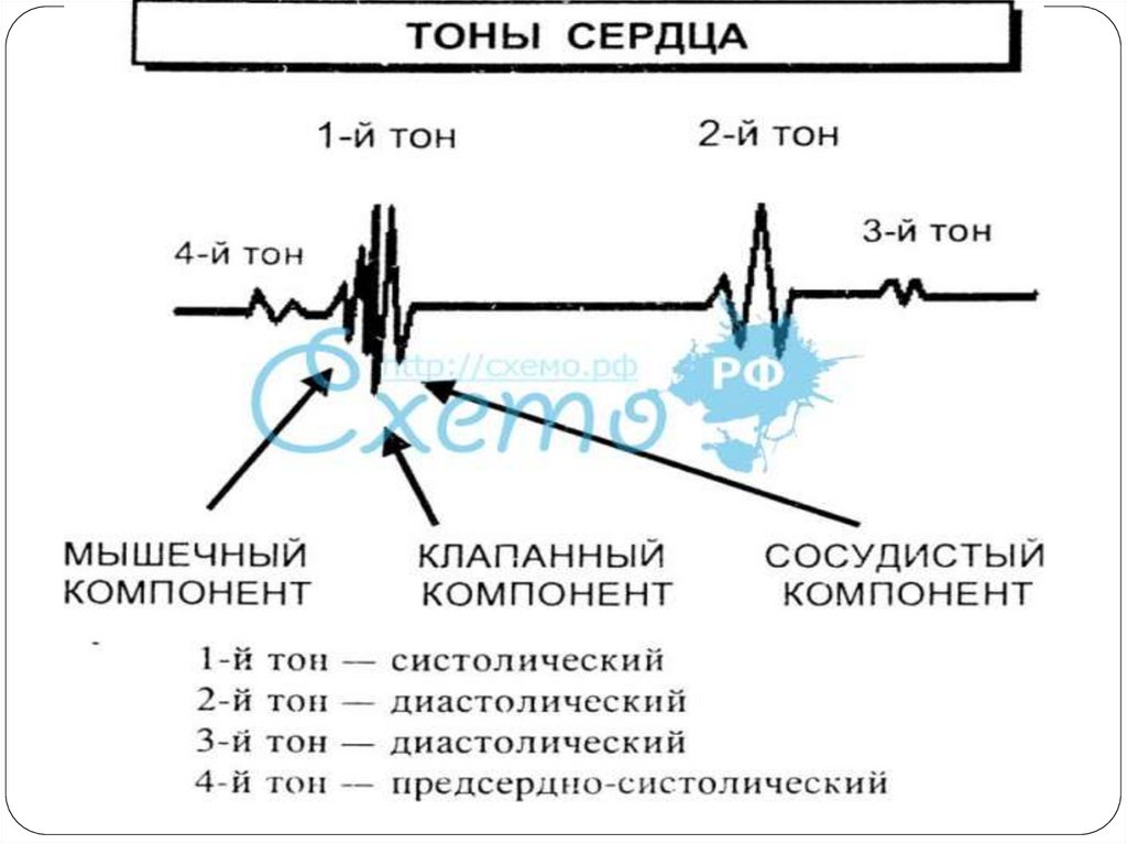 Тоны сердца. Методы исследования тонов сердца аускультация фонокардиография. Характеристика тонов сердца. Систолический и диастолический тоны сердца.