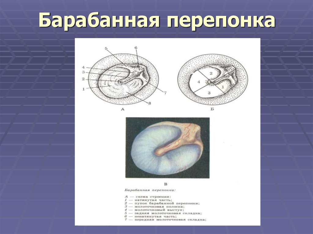 Барабанная перепонка рисунок